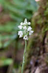 Downy rattlesnake plantain